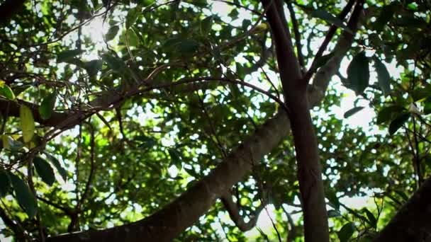 타이베이 공원에 나무의 아름다운 서서히 이동하고 태양의 움직임은 타이완 아시아인 — 비디오