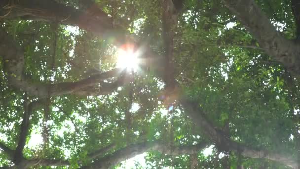 Όμορφο Φως Του Ήλιου Μέσα Από Φύλλα Των Πράσινων Δέντρων — Αρχείο Βίντεο