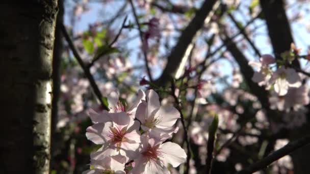 Wunderbare Nahaufnahme Blühender Kirschzweige Erstaunliche Naturszene Mit Wunderschöner Blühender Sakura — Stockvideo