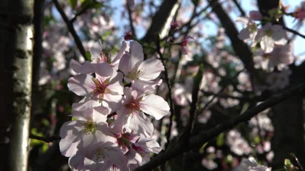 Nádherný Detail Kvetoucí Třešňové Větve Úžasná Přírodní Scéna Krásnou Kvetoucí — Stock video
