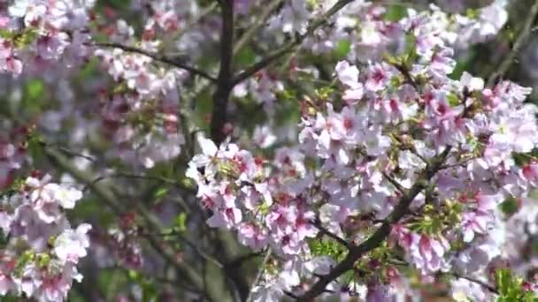 Wunderbare Nahaufnahme Blühender Kirschzweige Erstaunliche Naturszene Mit Wunderschöner Blühender Sakura — Stockvideo