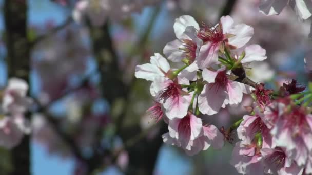 開花桜の枝の素晴らしいクローズアップのスローモーション 春には美しい桜が咲く素晴らしい自然シーン — ストック動画
