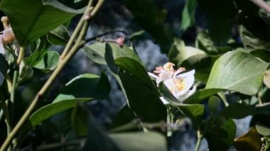 4K arı portakal çiçeği nektar toplar. Kapalı portakal ağacı çiçeği. Çiçek açan muhteşem doğa sahnesi. Güzel işçi bal arıları Sevilla 'da harika çiçekler döllüyor. İspanya - Dan