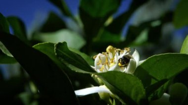 Arının portakal çiçeğindeki yavaş hareketi nektar toplar. Kapalı portakal ağacı çiçeği. Çiçek açan muhteşem doğa sahnesi. Güzel işçi bal arıları Sevilla 'da harika çiçekler döllüyor. İspanya - Dan