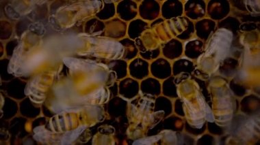 Arı kovanına üşüşen arıların Yavaş Hareketi. Arı kovanındaki bal hücreleri üzerinde çalışan arıların görüntüsü. Arı kovanından bal çıkar.