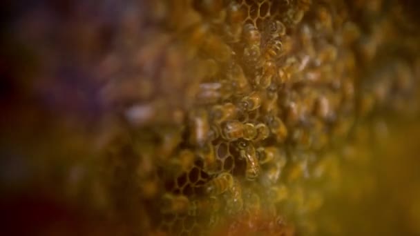 スイカズラに群生する蜂の群れの閉鎖 ミツバチの巣内での働き蜂の観察 蜂の巣作る蜂蜜 Dan — ストック動画