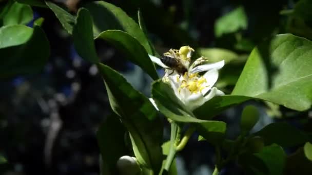 蜜蜂在橙花上缓慢地运动 收集花蜜 特写橙树花 令人惊奇的自然景观与盛开 塞维利亚美丽的工蜂为美丽的花朵授粉 西班牙 — 图库视频影像