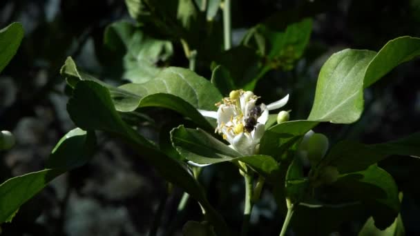 蜜蜂在橙花上缓慢地运动 收集花蜜 特写橙树花 令人惊奇的自然景观与盛开 塞维利亚美丽的工蜂为美丽的花朵授粉 西班牙 — 图库视频影像