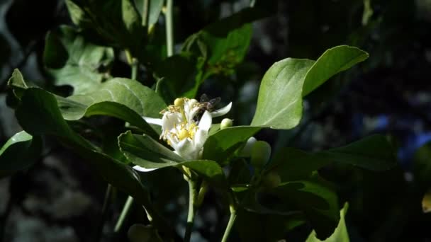 蜜蜂在橙花上缓慢地运动 收集花蜜 特写橙树花 令人惊奇的自然景观与盛开 塞维利亚美丽的工蜂为美丽的花朵授粉 西班牙 — 图库视频影像