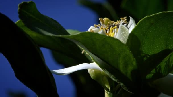 Slow Motion Bee Apelsinblomma Samlar Nektar Närbild Apelsinträd Blomma Fantastisk — Stockvideo
