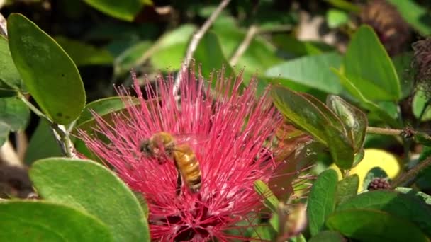 蜜蜂在红花上授粉的缓慢运动 台湾丹市的一个公园里 蜜蜂正在采蜜 采蜜方式是采蜜 — 图库视频影像