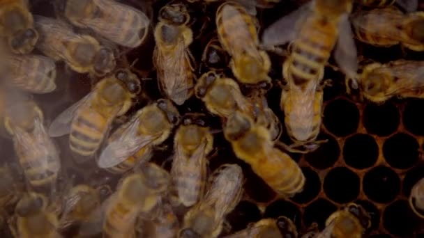 Slow Motion Bunch Bees Swarming Honeycomb Apiary View Working Bees — Stock Video