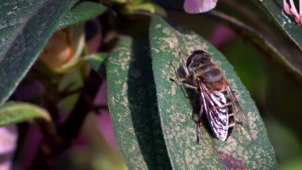 Повільний Рух Макро Комах Чудова Крупним Планом Бджола Відпочиває Зеленому — стокове відео