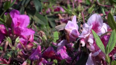 Böceklerin Yavaş Hareketi tozlaşır. Bumblebee güzel çiçekleri döllüyor. Bumble-Bee 'nin çiçekleri nektar toplar. İlkbaharda Taipei 'de çiçek açan muhteşem doğa sahnesi. Tayvan-Dan