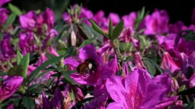 Böceklerin Yavaş Hareketi tozlaşır. Bumblebee güzel çiçekleri döllüyor. Bumble-Bee 'nin çiçekleri nektar toplar. İlkbaharda Taipei 'de çiçek açan muhteşem doğa sahnesi. Tayvan-Dan