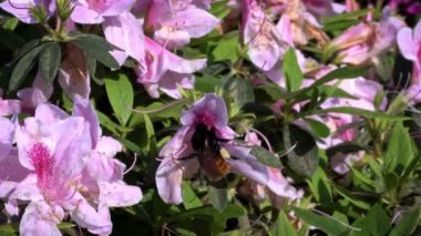 Böceklerin Yavaş Hareketi tozlaşır. Bumblebee güzel çiçekleri döllüyor. Bumble-Bee 'nin çiçekleri nektar toplar. İlkbaharda Taipei 'de çiçek açan muhteşem doğa sahnesi. Tayvan-Dan