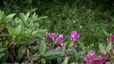 Böceklerin Yavaş Hareketi tozlaşır. Bumblebee güzel çiçekleri döllüyor. Bumble-Bee 'nin çiçekleri nektar toplar. İlkbaharda Taipei 'de çiçek açan muhteşem doğa sahnesi. Tayvan-Dan