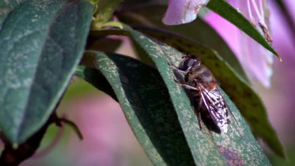 宏观昆虫的缓慢运动 在明亮的阳光下 蜜蜂在绿叶上休息的特写非常棒 昆虫的奇妙的自然景观 春天美丽的工蜂 非常接近的丹 — 图库视频影像