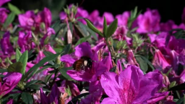 Cámara Lenta Los Insectos Poliniza Abejorro Polinizando Hermosas Flores Close — Vídeo de stock