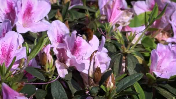 昆虫授粉动作缓慢 大黄蜂给美丽的花朵授粉 花朵上的大黄蜂特写收集花蜜 在台北 令人惊奇的自然景致 是春天开花的小蜜蜂 — 图库视频影像