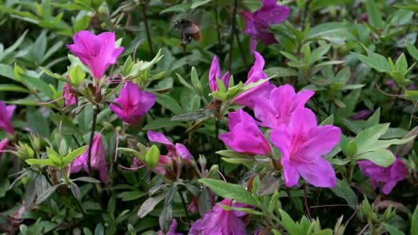 Cámara Lenta Los Insectos Poliniza Abejorro Polinizando Hermosas Flores Close — Vídeos de Stock