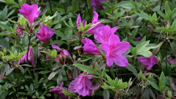 Cámara Lenta Los Insectos Poliniza Abejorro Polinizando Hermosas Flores Close — Vídeos de Stock