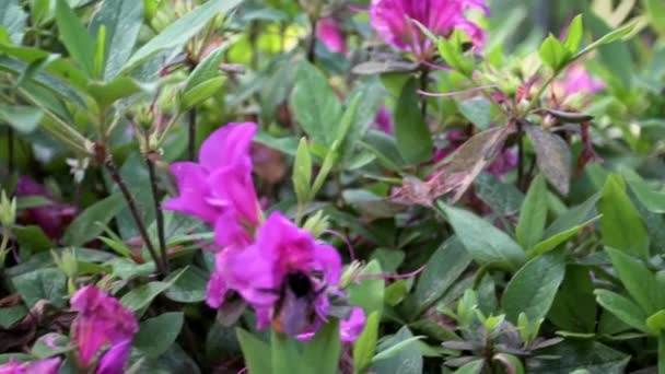 Cámara Lenta Los Insectos Poliniza Abejorro Polinizando Hermosas Flores Close — Vídeo de stock