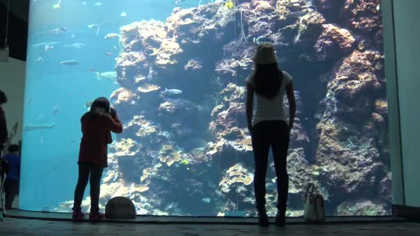 Besökare Liten Flicka Och Kvinna Observerar Ett Korallrev Asiatiska Oceanarium — Stockvideo