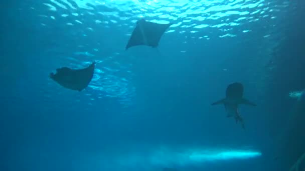 水中シルエットの眺め巨大マンタレイとサメの一匹 — ストック動画