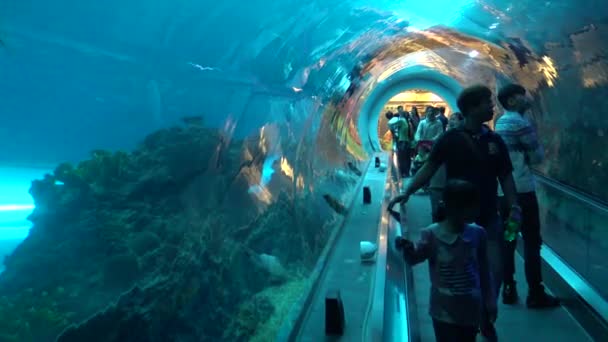 Asian People Walk Tunnel Aquarium Look Glass Fish Swim Underwater — стоковое видео