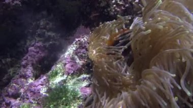 4k, sahte palyaço anemonisi ya da nemo, sualtı görüntüsü, bir Amphiprion ocellaris mercan resifinde bir anemonun etrafında yüzüyor.