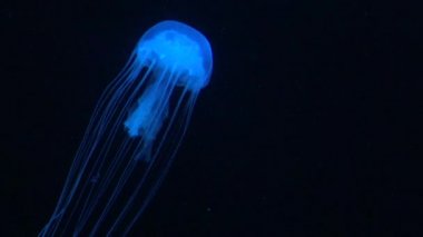 Akvaryumda yüzen denizanaları, neon ışıklı ışık efektiyle aydınlatılıyor. Dan.
