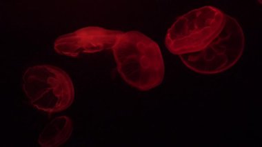 Akvaryumda yüzen denizanaları, neon ışıklı ışık efektiyle aydınlatılıyor. Dan.