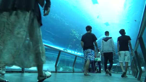 Azjaci Wchodzą Tunelu Akwarium Patrzeć Przez Szybę Jak Ryby Pływają — Wideo stockowe