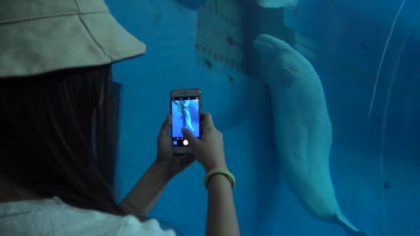 Mujer Asiática Viendo Beluga Ballenas Blancas Tomar Fotos Con Teléfono — Vídeo de stock