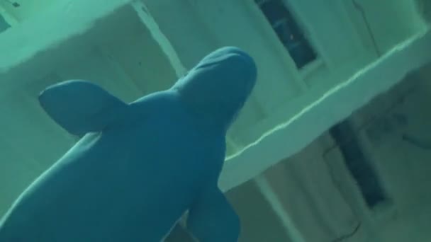 Beluga Weißwalbecken Schwimmt Unterirdisch Großen Asiatischen Ozeanarium Dan — Stockvideo