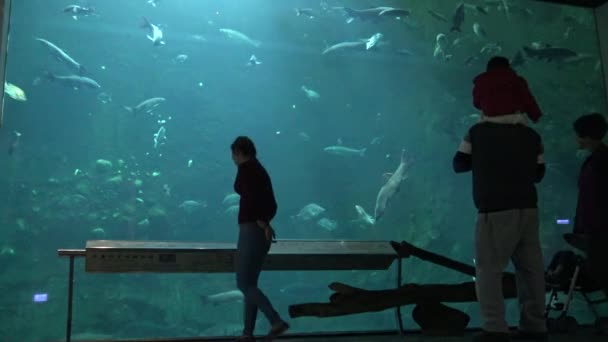 Силуэт Которого Фоне Огромного Подводного Аквариума Заполненного Рыбой Океанариуме — стоковое видео
