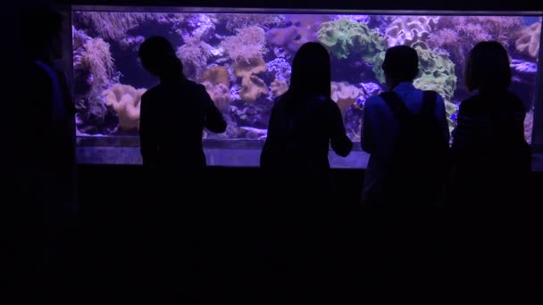 People Silhouette Olhando Para Peixes Subaquáticos Belo Recife Coral Aquário — Vídeo de Stock
