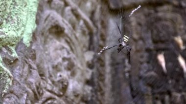 Kamboçya Ta Promt tapınağında böcek yiyen örümceğin Yavaş Hareketi. Avını sarıp kendi ağıyla yiyen bir Argiope pulchella. Küçük bir böcek yırtıcısı tarafından yuvarlanıyor.