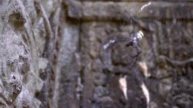 Kamboçya tapınağında uzun bacaklarının arasında bir böcek tutan bir örümceğin kendi ağında kalmasına yakın plan. Ta Promt harabelerinde böcek ısıran bir Argiope pulchella 'ya odaklan / odaklan.