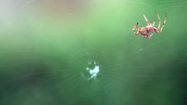 Araneus diadematus örgü ağının Yavaş Hareketi. Bahçedeki örümcek ağında yakın plan çapraz örümcek. Web 'ini yapıyor. Makro, küçük örümceğin ağ örüp onarımını yapıyor.