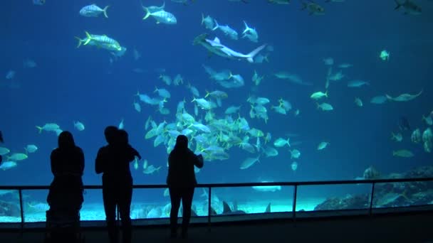 Visitantes Silhuetas Contra Enorme Tanque Subaquático Cheio Peixes Tubarões Arraias — Vídeo de Stock