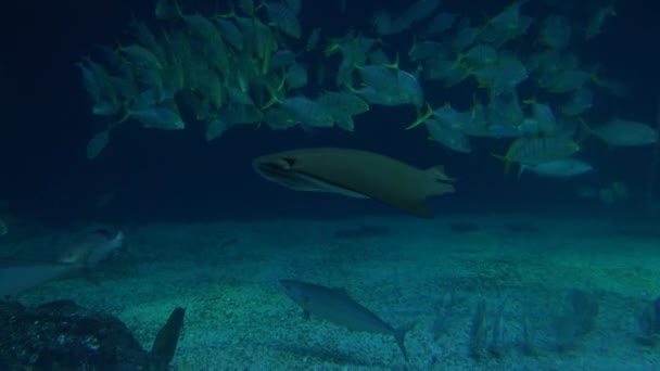 Rayo Manta Gigante Con Peces Nadan Bajo Agua Fondo Del — Vídeo de stock