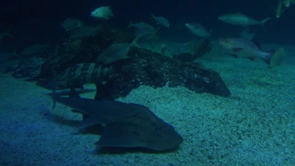 Aguas Profundas Azules Con Peces Nadan Bajo Agua Fondo Del — Vídeo de stock