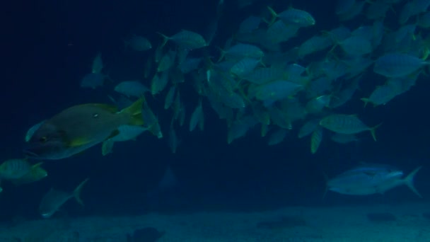Blue Deep Water Fishes Swim Underwater Bottom Sea Dan — Stock Video