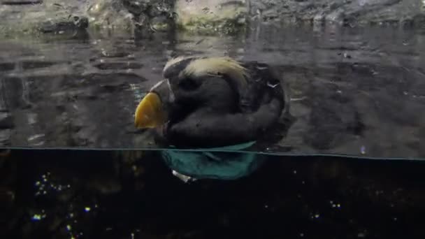 Tufted Puffin Crested Puffin Fratercula Cirrhata Een Zeevogel Met Oranje — Stockvideo