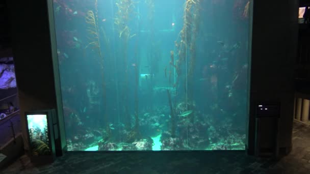 Enorme Tanque Preenchido Floresta Algas Gigantes Macrocystis Pyrifera Subaquático Dan — Vídeo de Stock