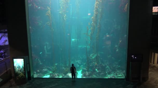 Visiteur Silhouette Contre Énorme Réservoir Sous Marin Rempli Forêt Varech — Video