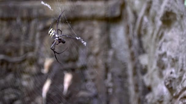 Zeitlupe Nahaufnahme Einer Spinne Die Sich Einem Kambodschanischen Tempel Ihrem — Stockvideo