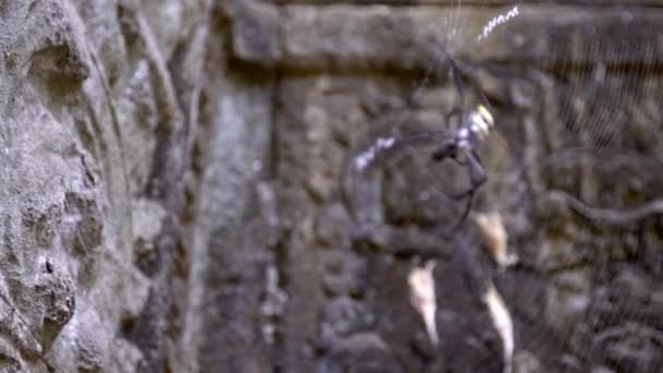 Close up of a spider staying at its own web holding a bug between its long legs in a Cambodia temple. Focus in/out of an Argiope pulchella biting a bug in Ta Promt ruins before eat it.-Dan — Stock Footage Close Spider Staying Its Own Web Holding Bug Its Long Royalty Free Stock Footage